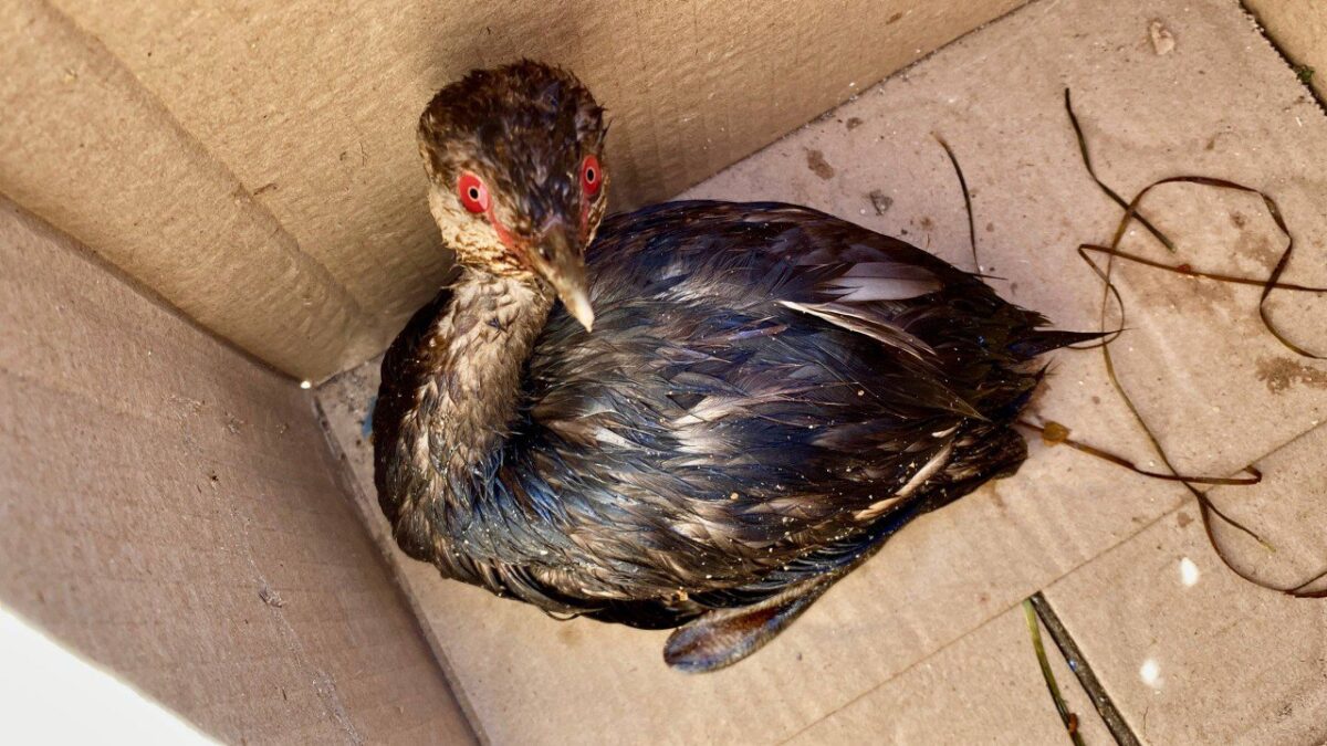 «Такого мы не видели давно»: на Черноморском побережье снова находят замазученных птиц