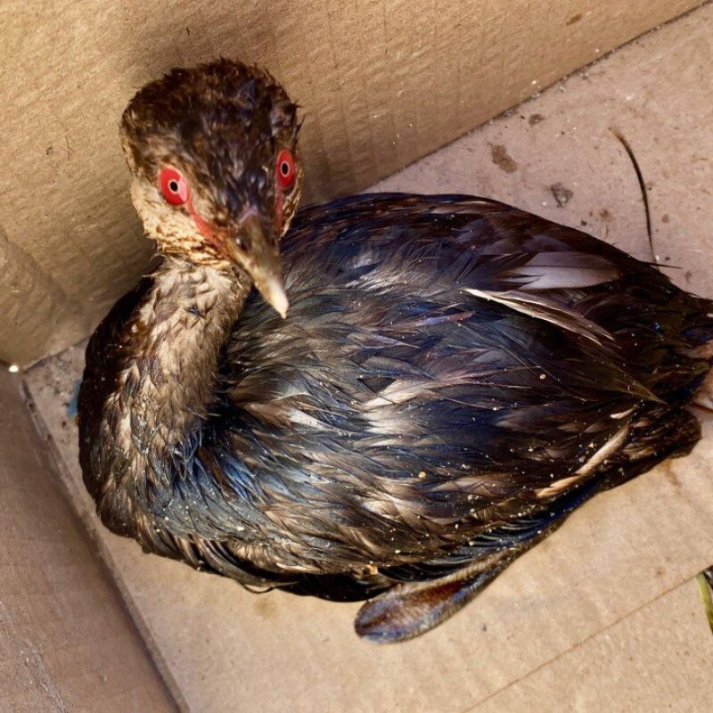 «Такого мы не видели давно»: на Черноморском побережье снова находят замазученных птиц