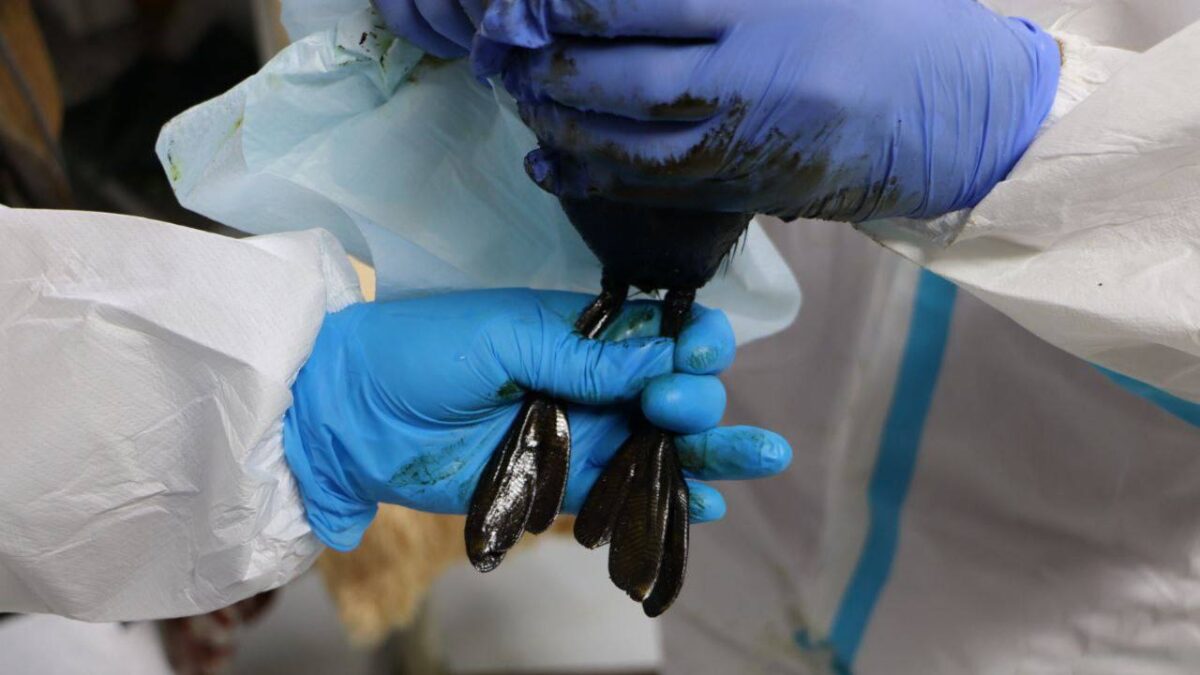 На Чёрном море нашли птиц в мазуте: объяснение эколога