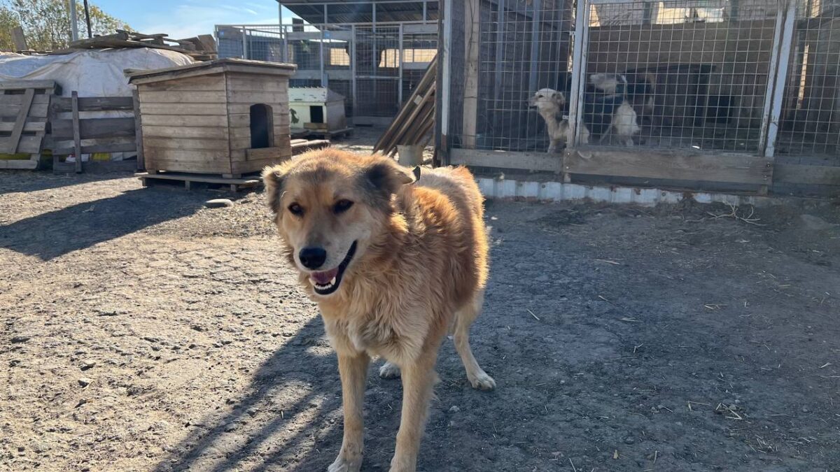 Саратовские Росреестр и Роскадастр поддержали акцию по сбору помощи для приюта «Мокроносы»