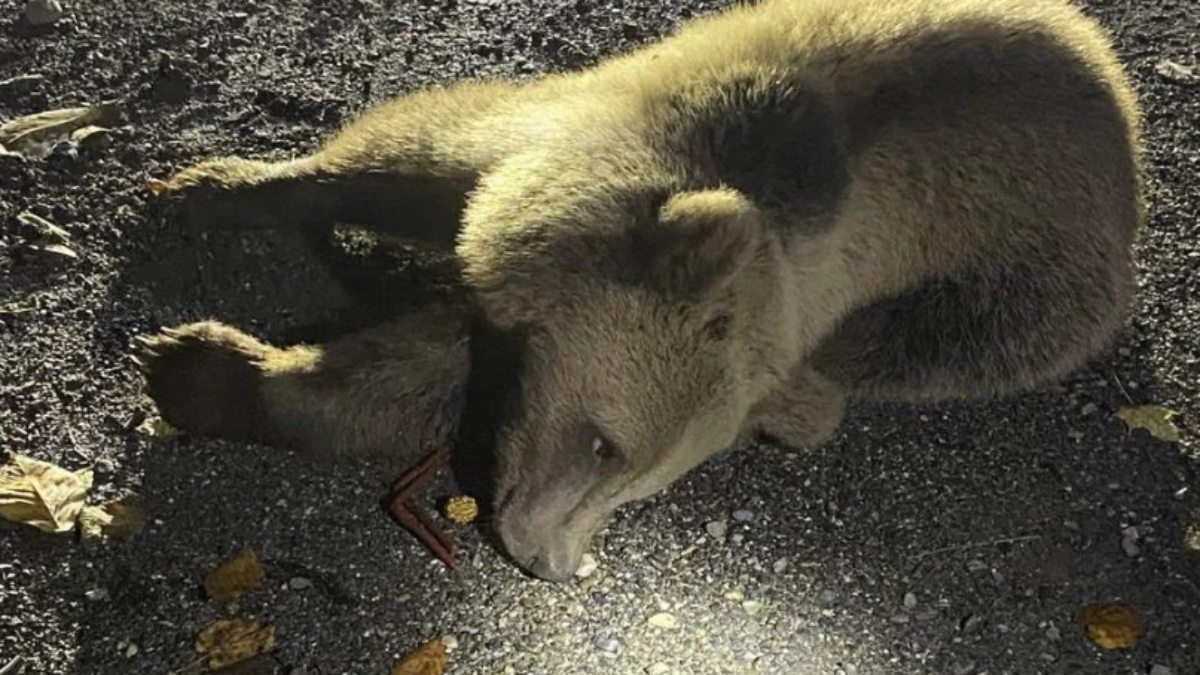 «Разорвал девять коров»: в сети обсуждают спасение маленького медвежонка, сбитого машиной