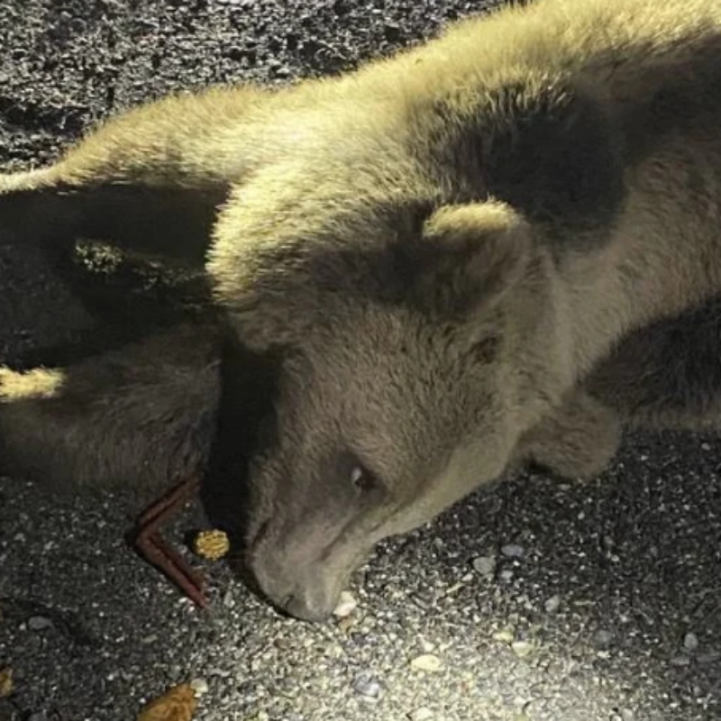 «Разорвал девять коров»: в сети обсуждают спасение маленького медвежонка, сбитого машиной