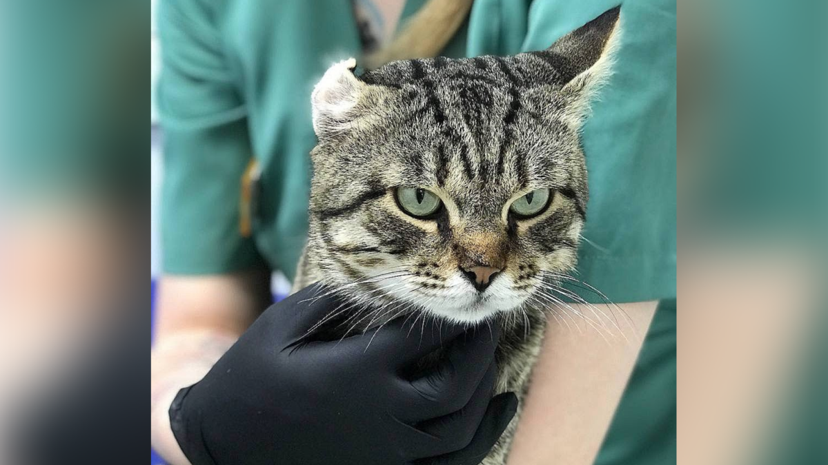 Кот уличного музыканта в Крыму ищет дом после трагедии