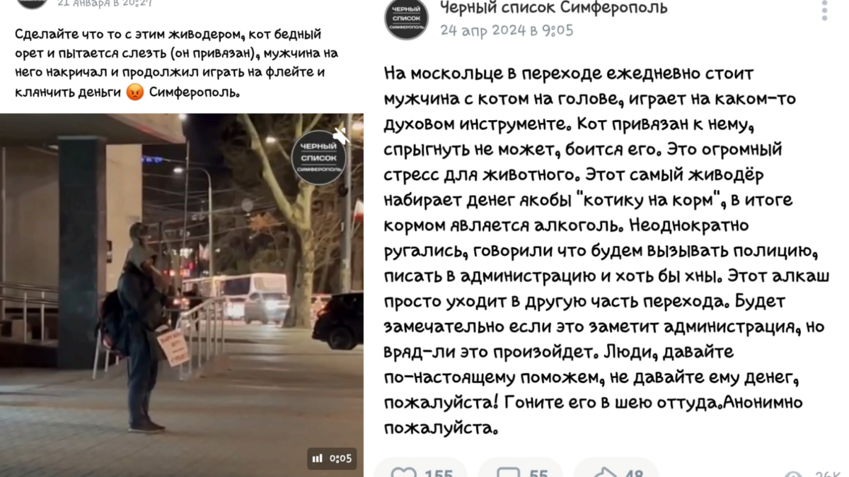 Кот уличного музыканта в Крыму ищет дом после трагедии