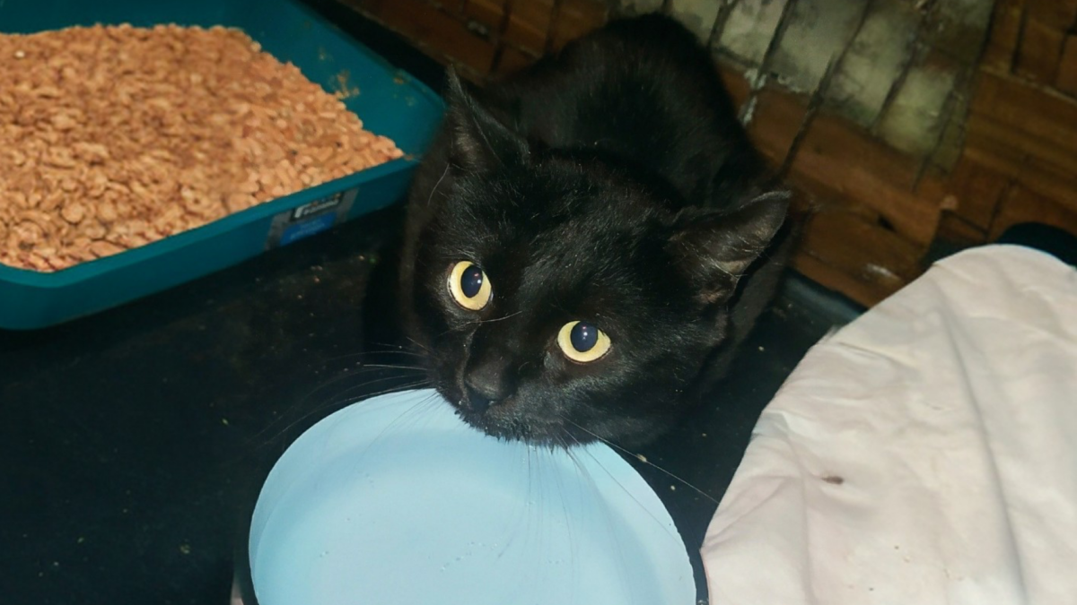 «В полиции сказали: пока жив – это не их проблема»: волонтёры спасли кота из запертой квартиры