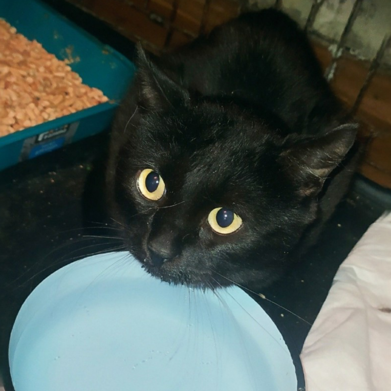 «В полиции сказали: пока жив – это не их проблема»: волонтёры спасли кота из запертой квартиры