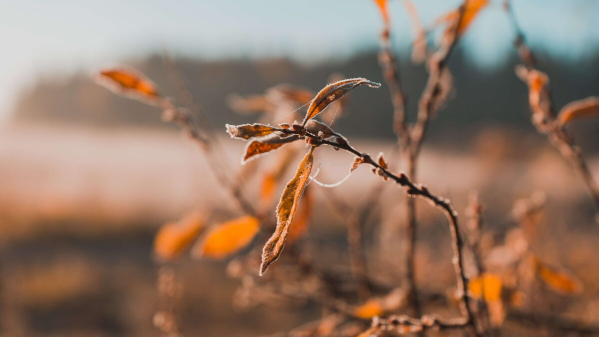 Ночные заморозки или аномальное тепло: какая погода будет в России в октябре