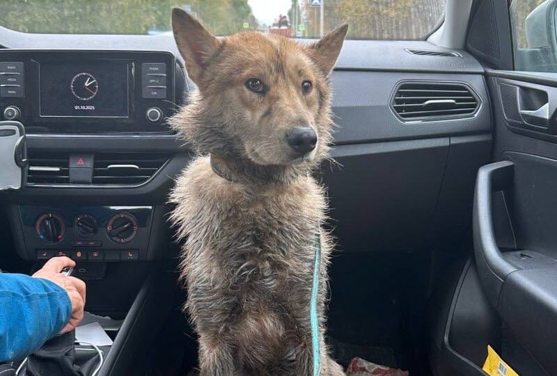 Несколько дней сидел рядом с местом, где она погибла: семья спасла собаку, которую предали хозяева