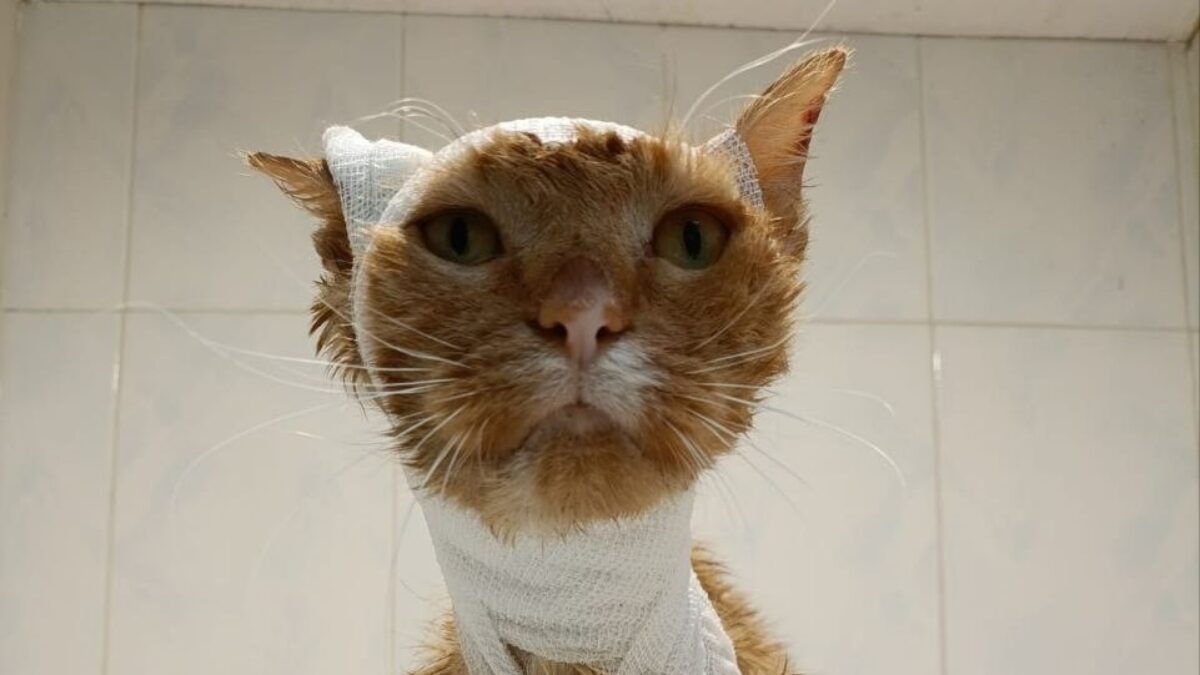 В Домодедове спасают кота, которого подожгли дети