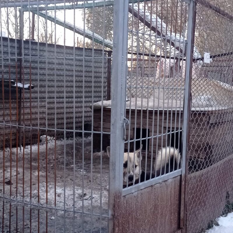 Зоозащитники хотят провести митинг против эвтаназии бездомных животных в Новосибирске