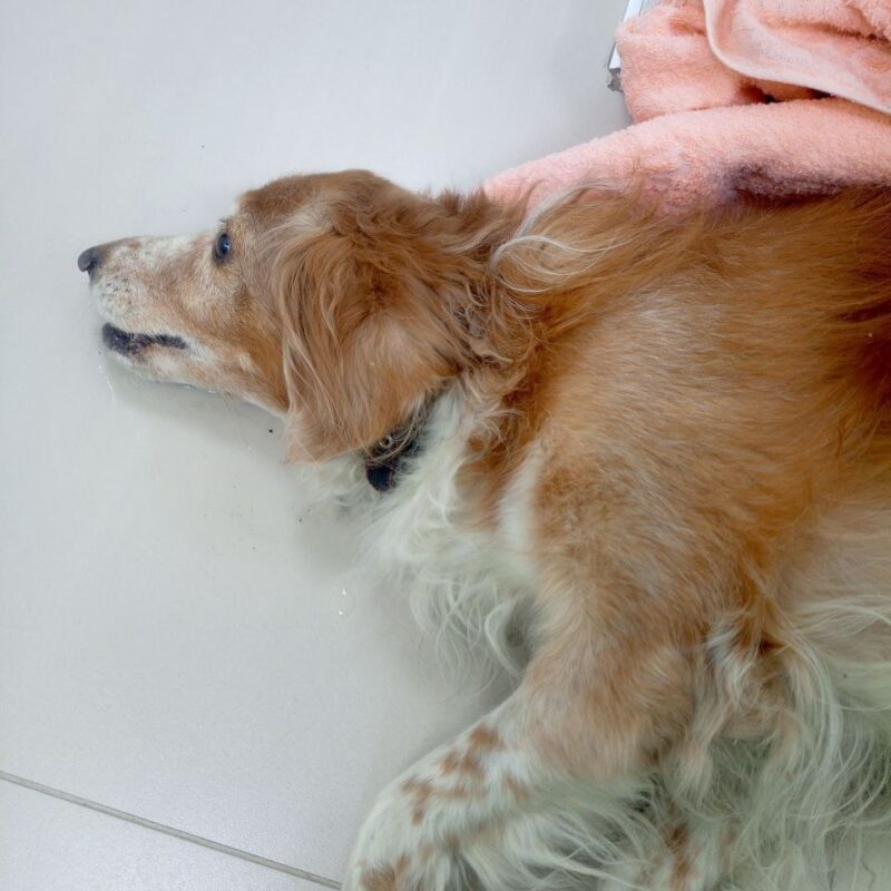 «Не возвращайте его хозяйке!»: в сети обсуждают судьбу домашнего пса, сбитого машиной