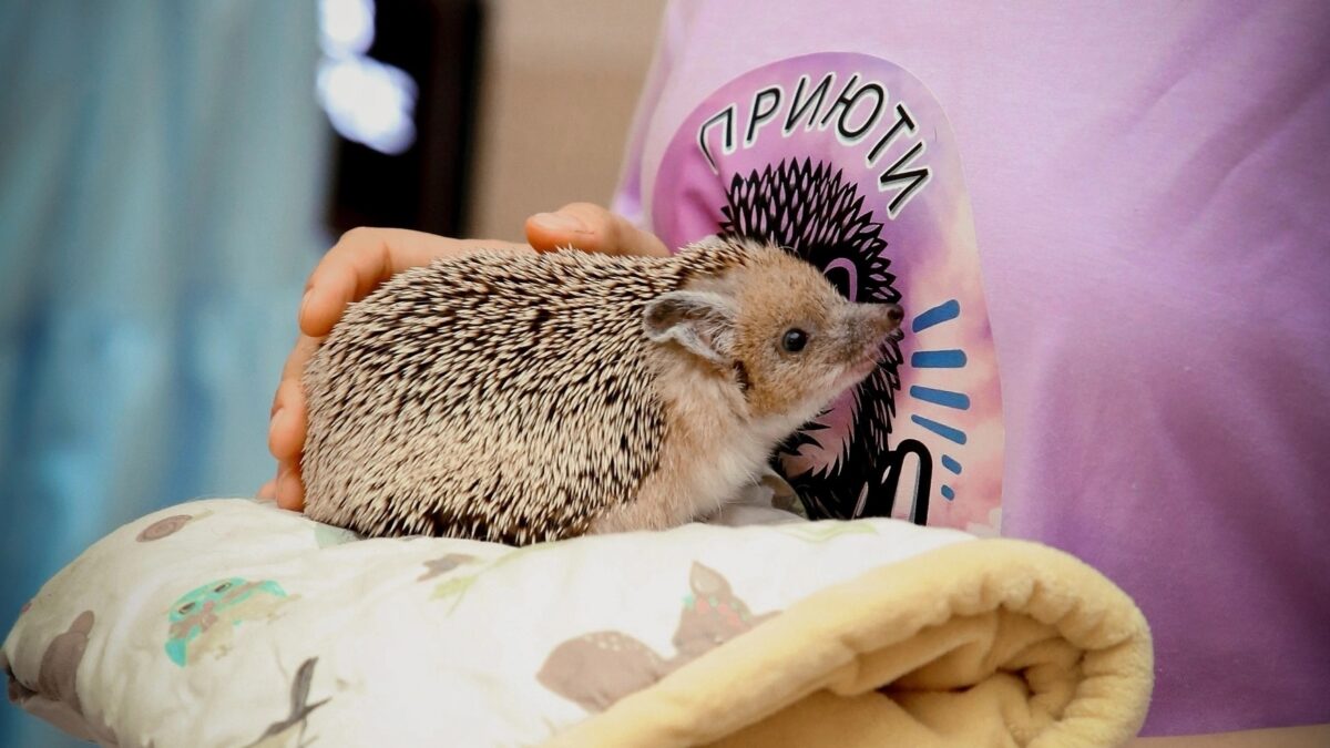 «Неоправданно страдают от людей»: ежей со всей России спасают волонтёры