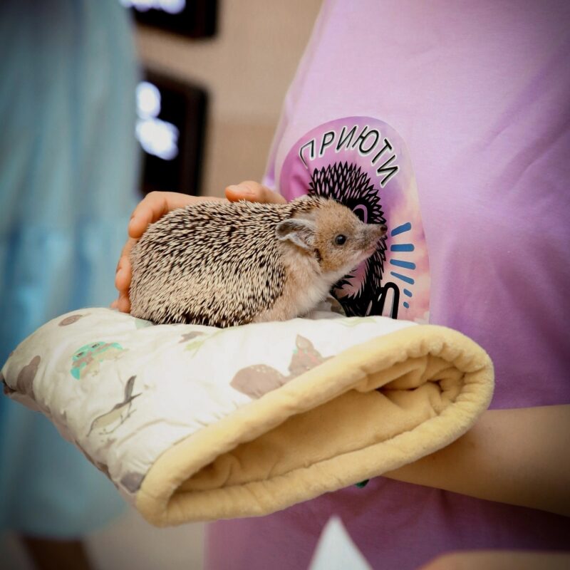 «Неоправданно страдают от людей»: ежей со всей России спасают волонтёры