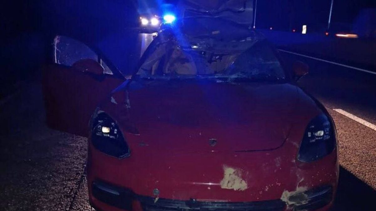 Чтобы животные на трассу не выбегали – установить сетки