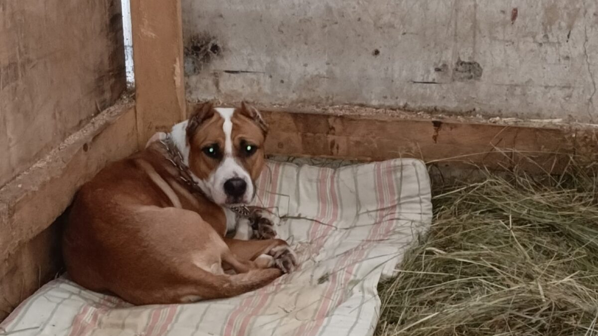 Спасли пса, привязанного к столбу без еды и воды: история
