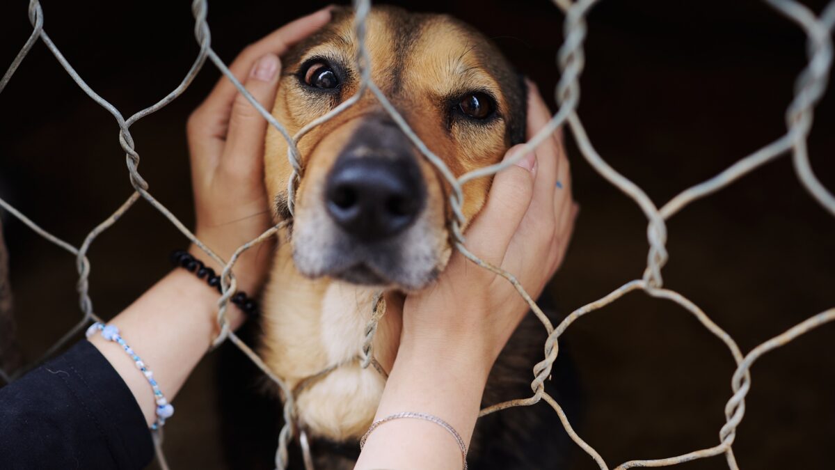 Курс для волонтёров-зоозащитников стартует 1 ноября