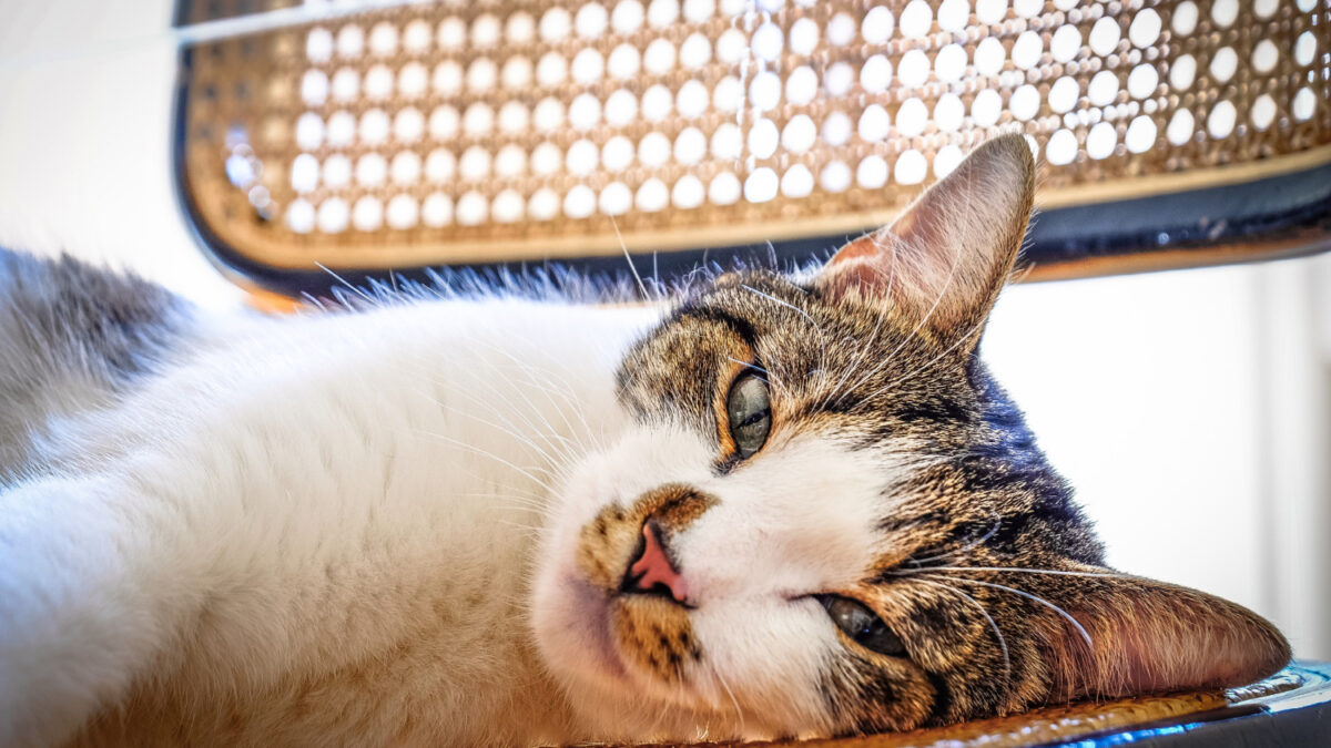 Как подобрать наполнитель и кошачий лоток