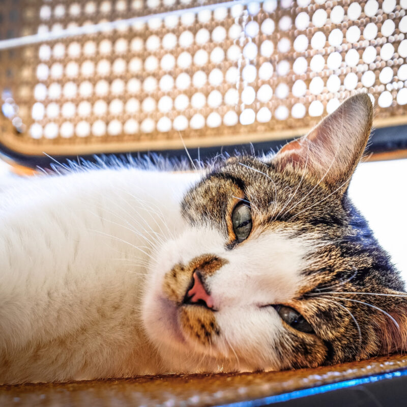 Как подобрать наполнитель и кошачий лоток