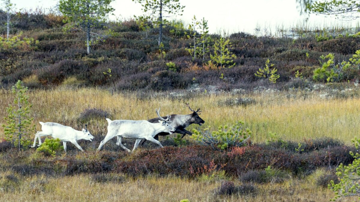 8 ноября – День Сибири. Какие ещё праздники сегодня отмечают в России и мире?