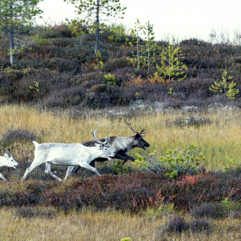 8 ноября – День Сибири. Какие ещё праздники сегодня отмечают в России и мире?