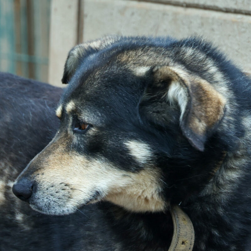 Фонд защиты городских животных будет отмечать случаи хординга кошек и собак на специальной карте