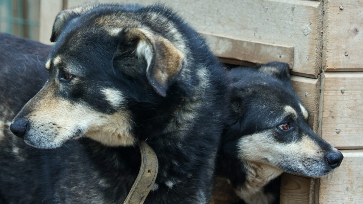 Фонд защиты городских животных будет отмечать случаи хординга кошек и собак на специальной карте