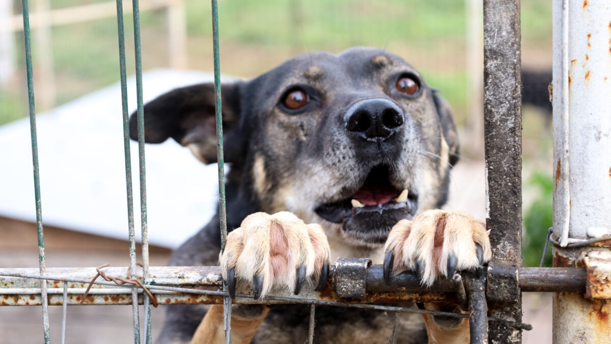 6 ноября – Международный день памяти животных, погибших от рук человека. Какие ещё праздники…