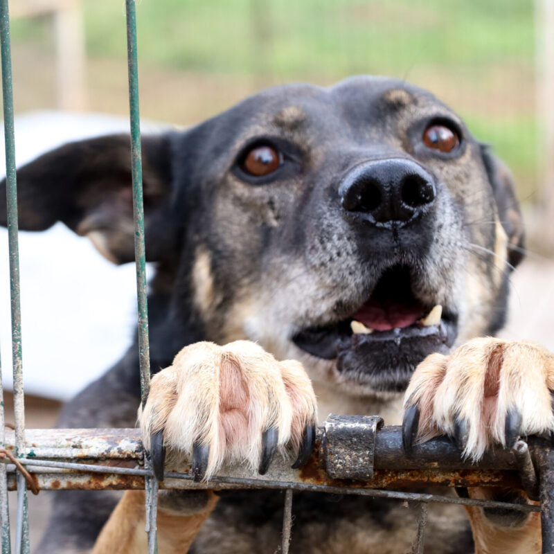 6 ноября – Международный день памяти животных, погибших от рук человека. Какие ещё праздники…
