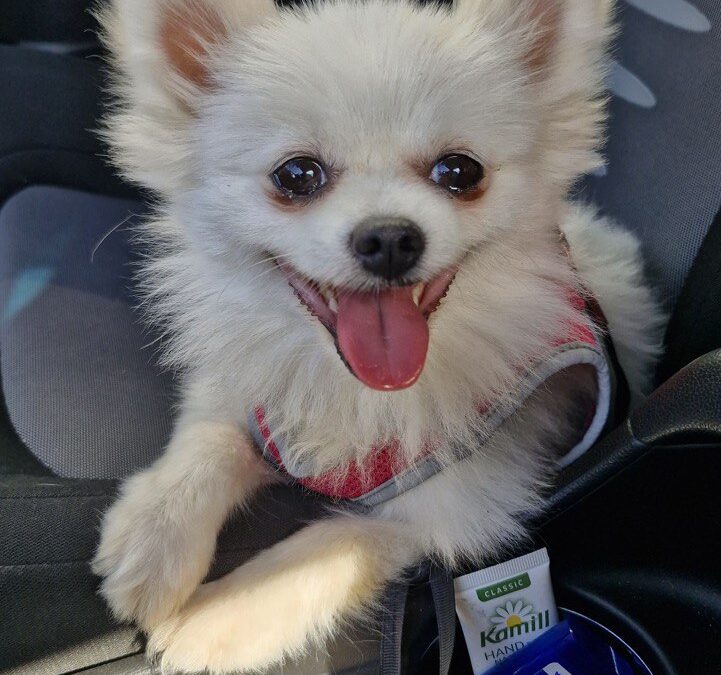 Собачка Дуся. История о любви, слезах и исцелении.