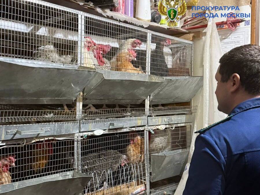 Спасли лисёнка из квартиры, где жили 15 кур и два петуха