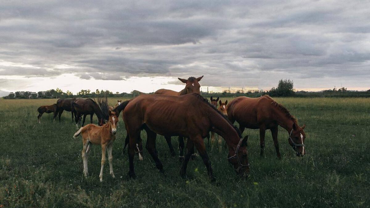 Люди с большим сердцем: как налоговики Курганской области спасают приют для животных с особой…