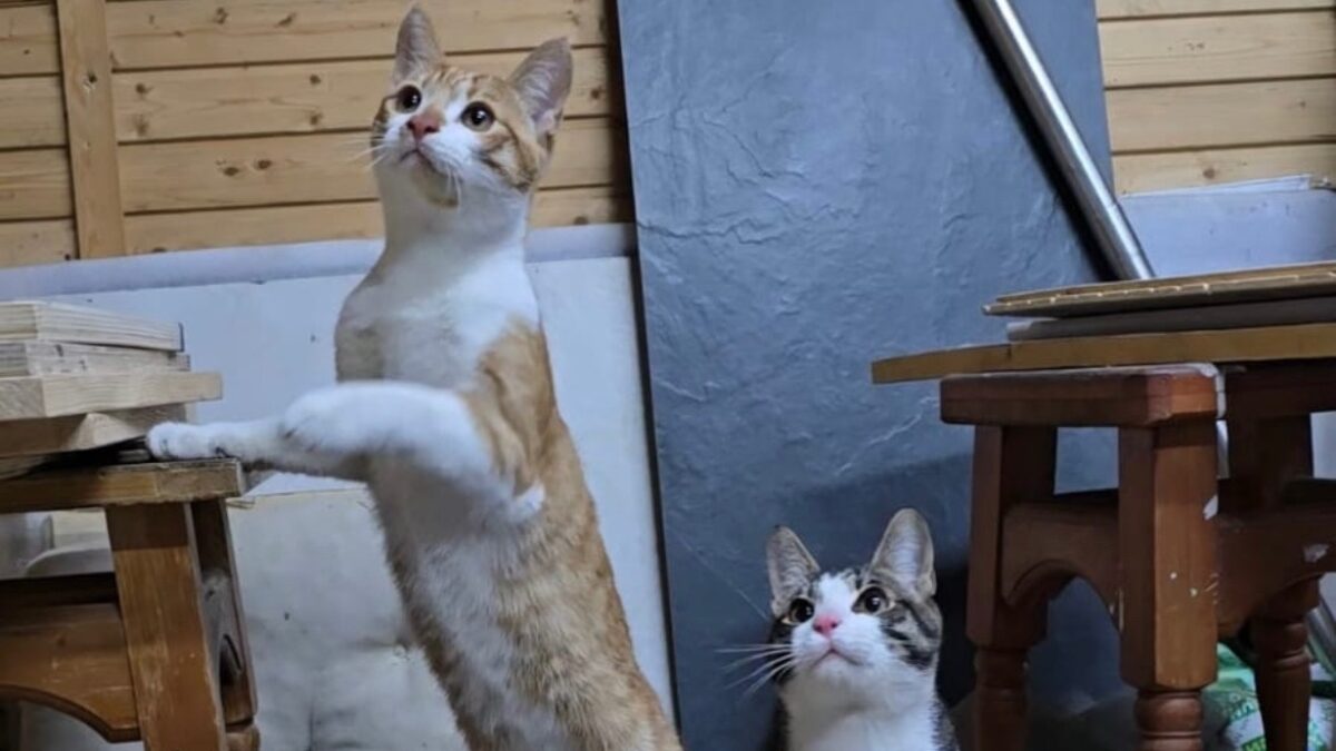 Волонтёр спасла котов-неразлучников, брошенных хозяевами