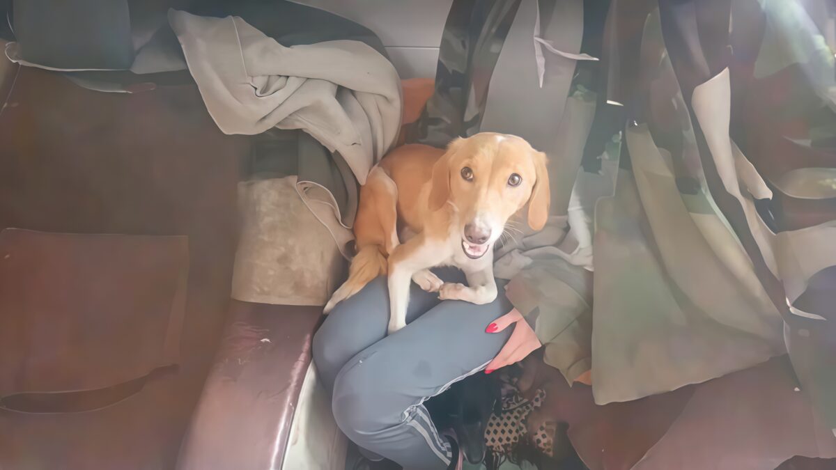 «Морила голодом специально»: истощённую собаку спасли волонтёры от жестоких хозяев