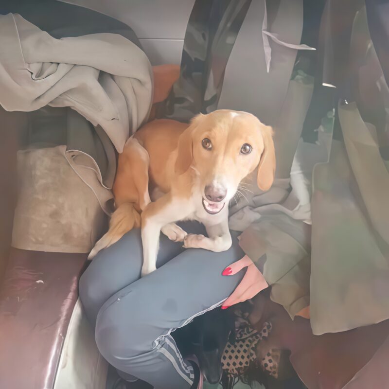 «Морила голодом специально»: истощённую собаку спасли волонтёры от жестоких хозяев