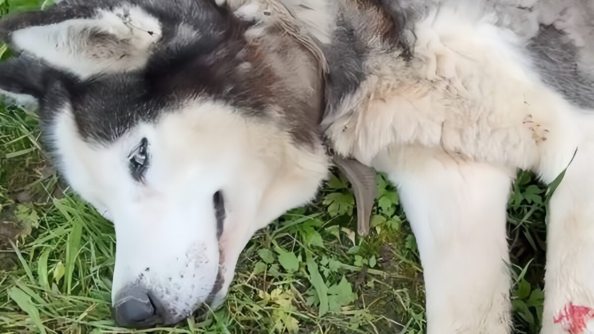 «Хозяин оплачивать лечение отказался»: хаски с пулевыми ранениями спасают добровольцы