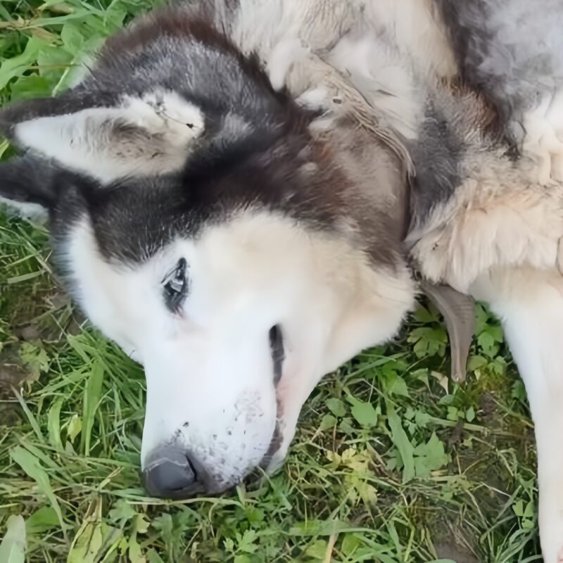 «Хозяин оплачивать лечение отказался»: хаски с пулевыми ранениями спасают добровольцы