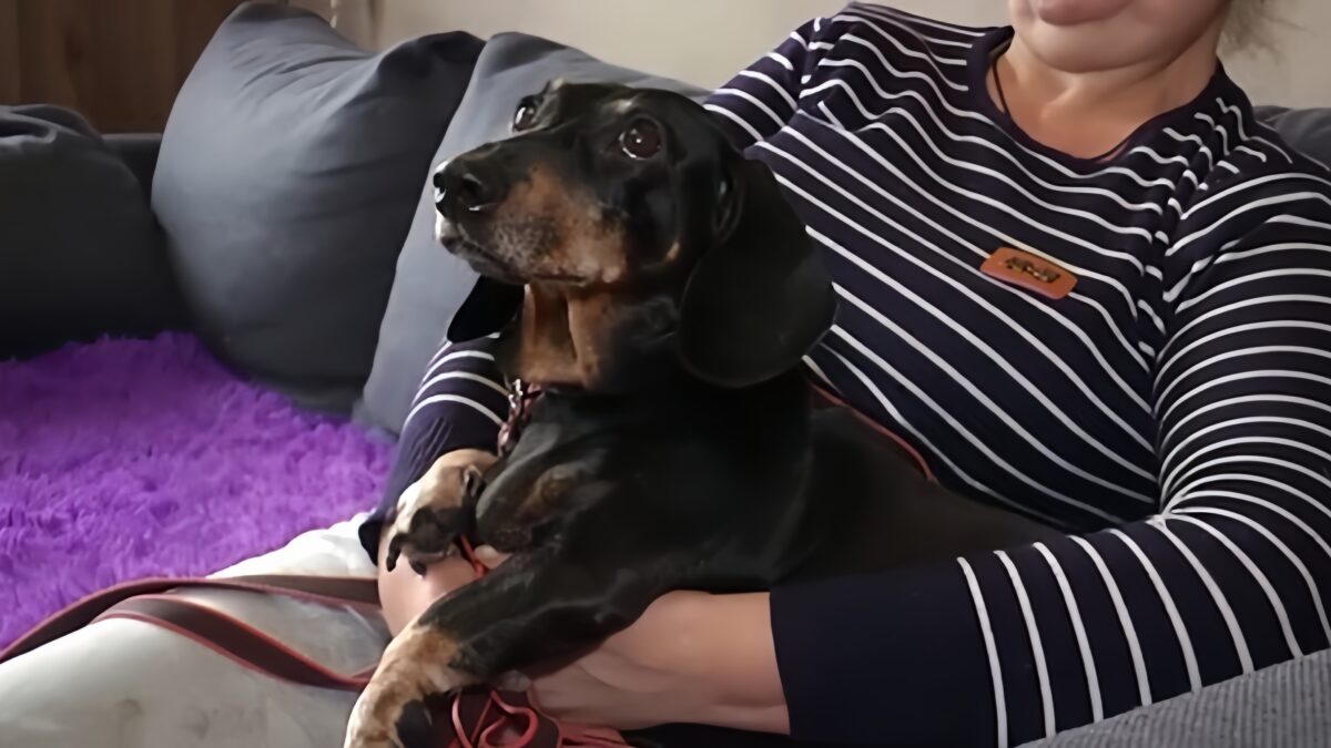 Выгоняют собаку из коммунальной квартиры в Нижнем Новгороде