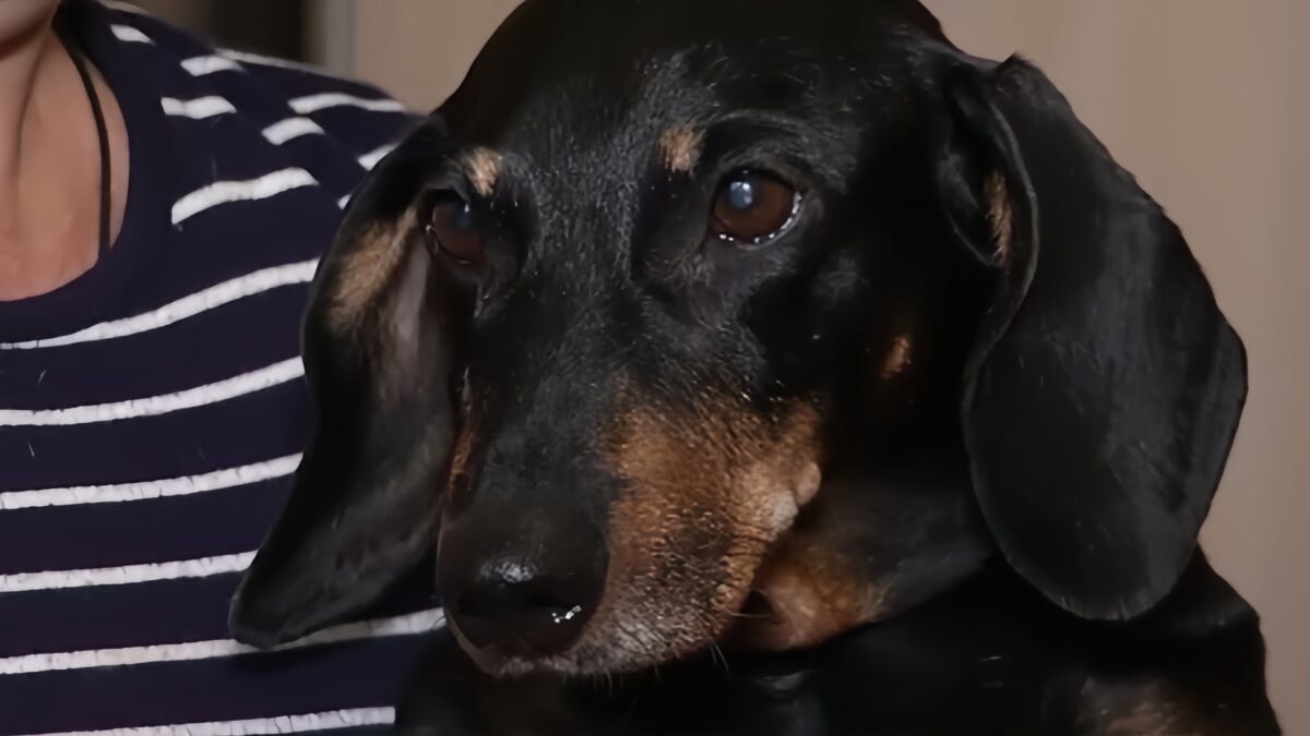 «Судебные приставы разводят руками»: 15-летнюю таксу выселяют из квартиры из-за жалобы соседки