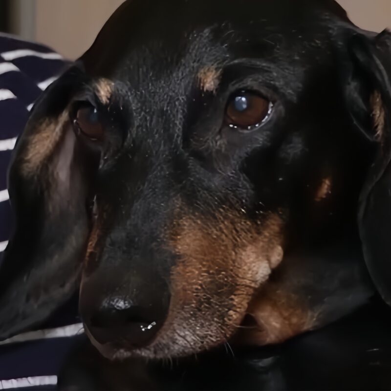 Выгоняют собаку из коммунальной квартиры в Нижнем Новгороде