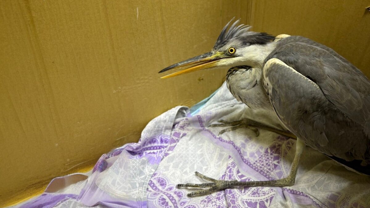 Подарили 20 килограммов рыбы: замерзающую на озере цаплю спасла орнитолог-волонтёр