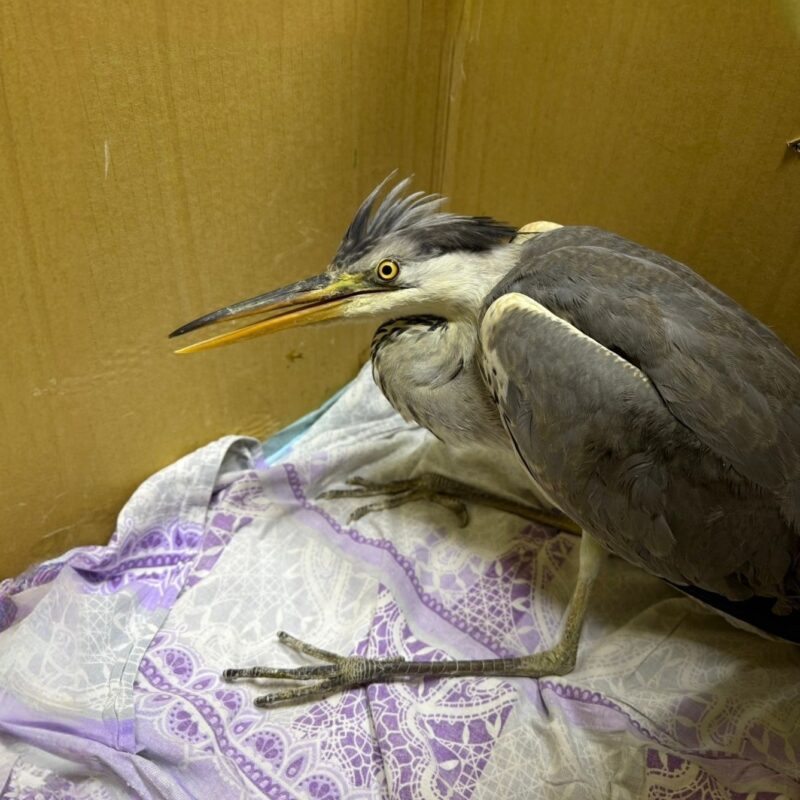 Подарили 20 килограммов рыбы: замерзающую на озере цаплю спасла орнитолог-волонтёр