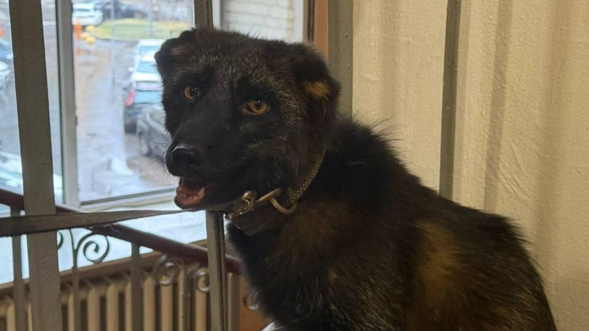 «Хищник боялся даже кошки»: лисёнка по кличке Нильс спасли из квартиры москвича после жалобы соседа