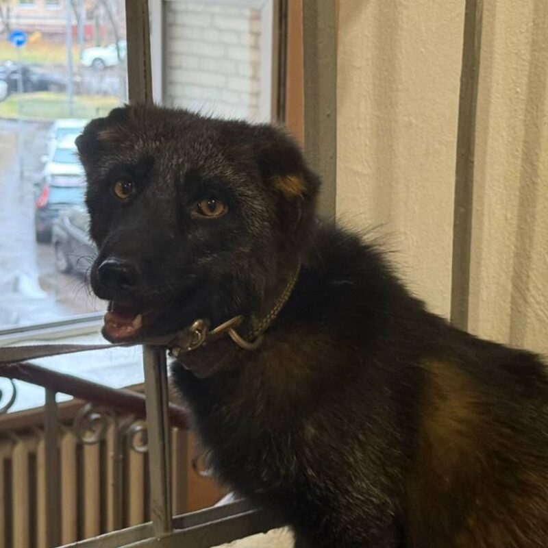 «Хищник боялся даже кошки»: лисёнка по кличке Нильс спасли из квартиры москвича после жалобы соседа