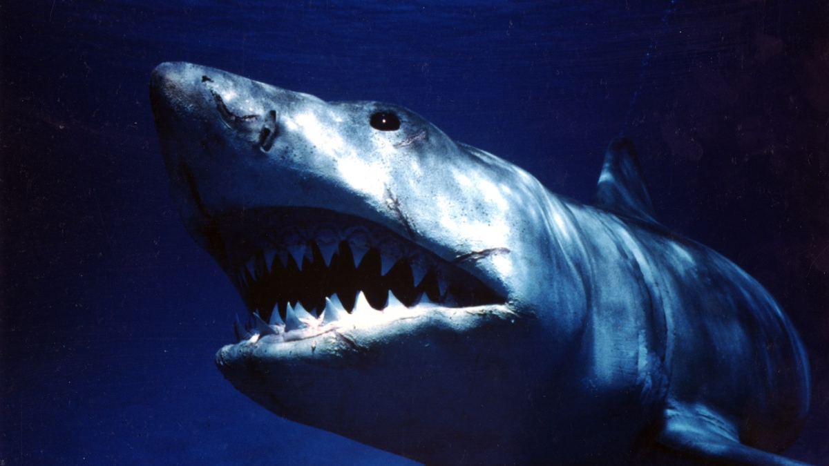Кадр из фильма «Челюсти» (1975)