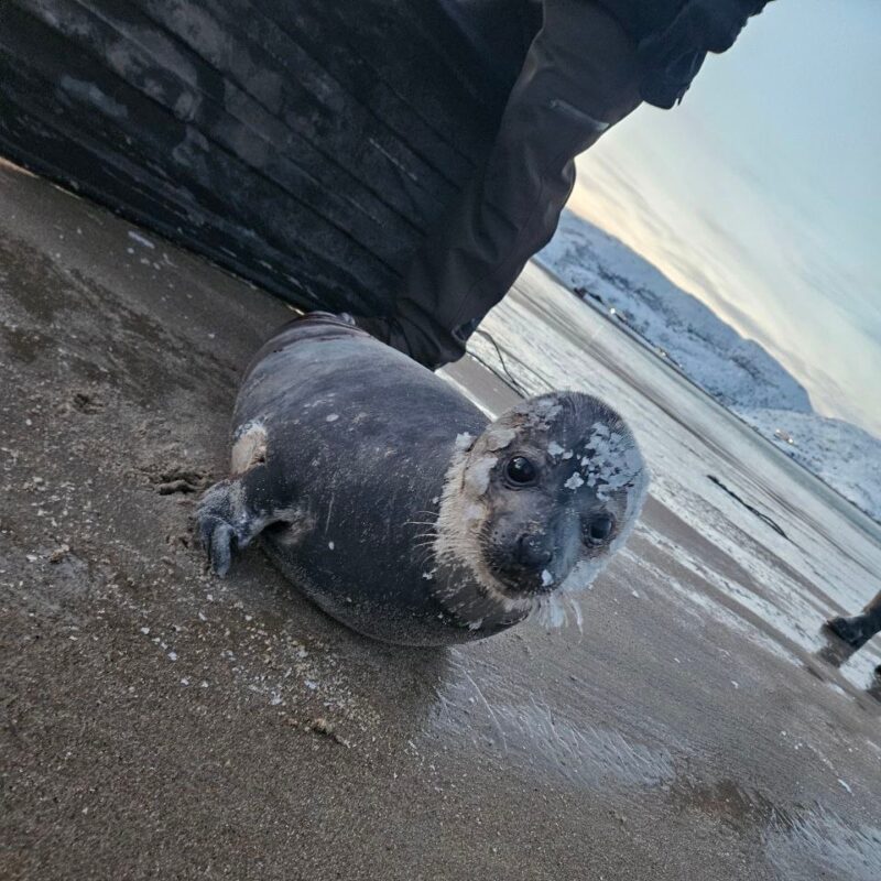 Накрыли одеялом, чтобы не замёрз: туристы, волонтёры и ветеринары спасли раненого тюленя