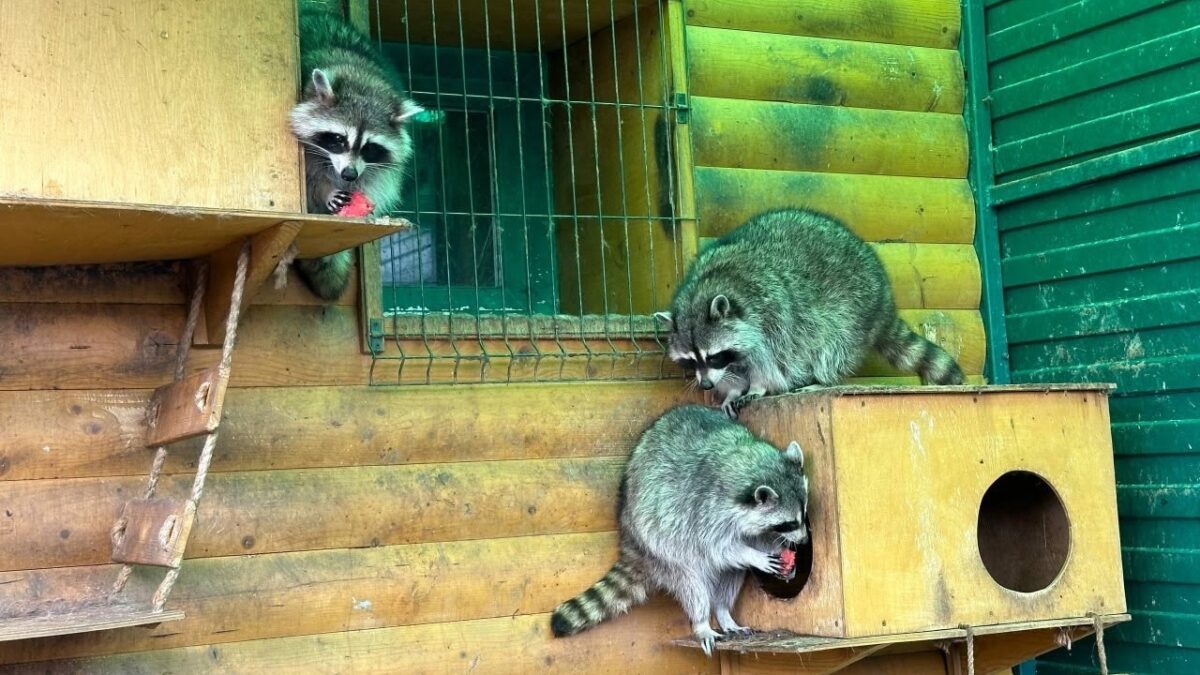 Добрая история: Карен Даллакян спас енота по кличке Нотка