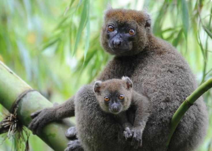 Морфологические, экологические и социальные аспекты Prolemur simus (Gray, 1871) – Большого…