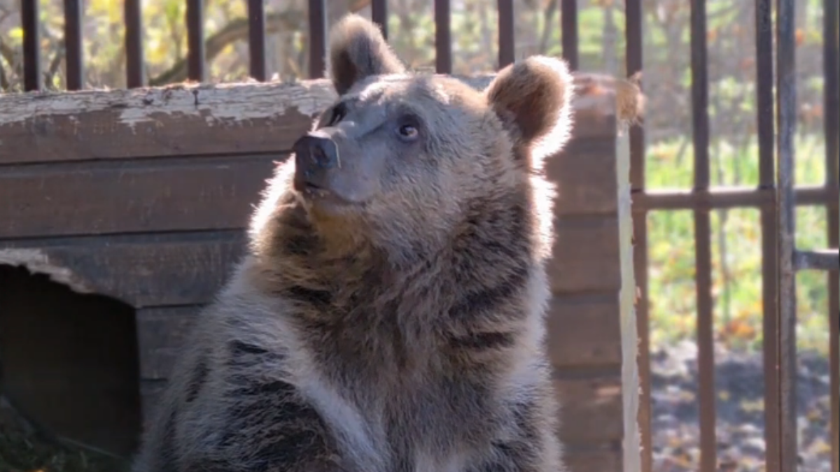 «Разве можно на волю после контакта с человеком?» Сбитого машиной медвежонка лечат волонтёры