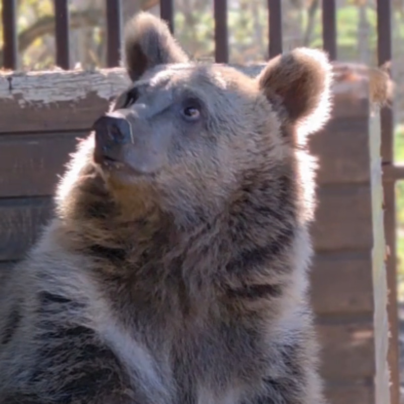 «Разве можно на волю после контакта с человеком?» Сбитого машиной медвежонка лечат волонтёры