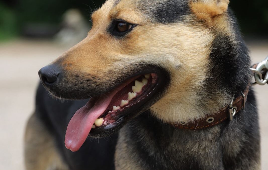 Письмо собаки своему прошлому